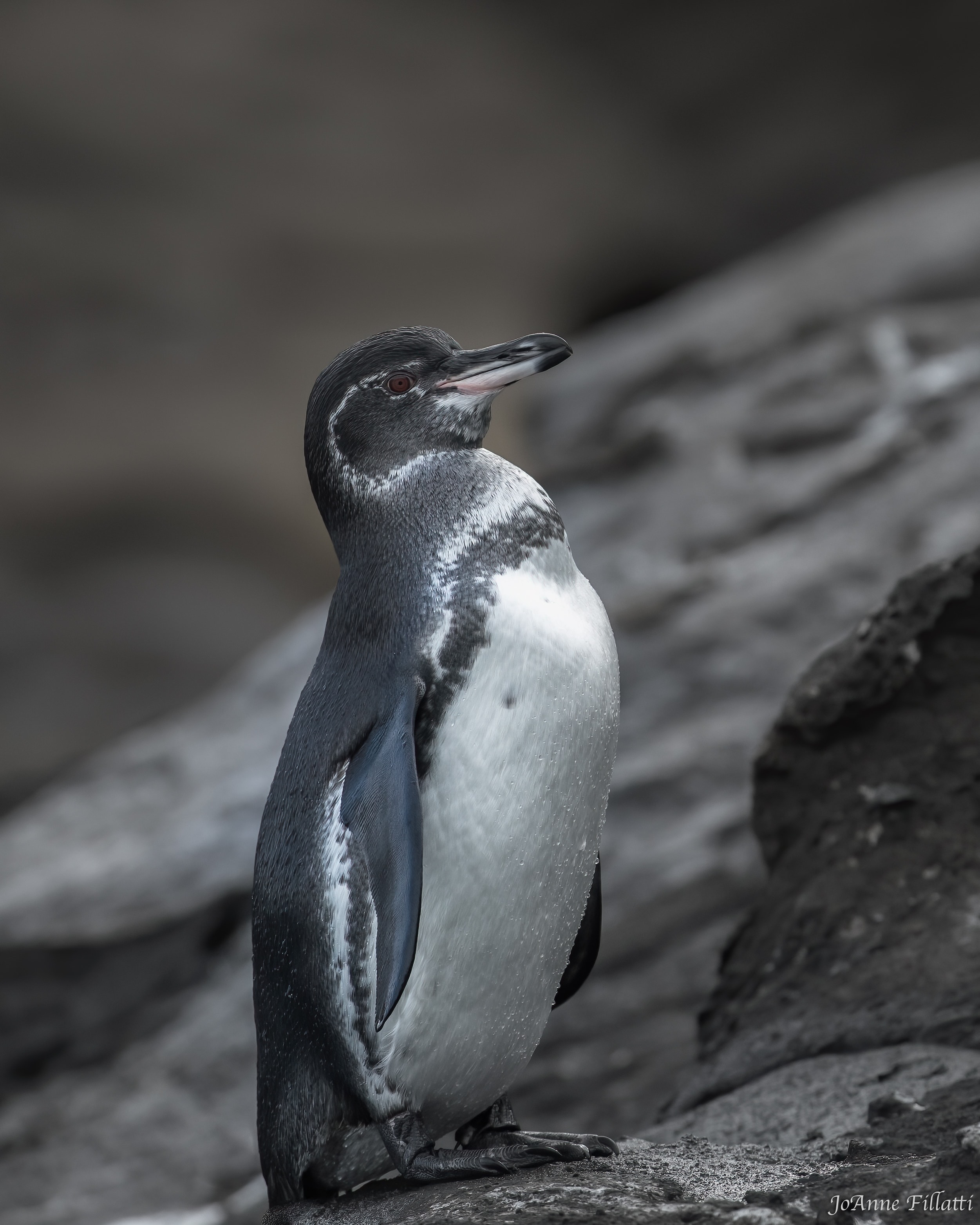 bird of galapagos image 9